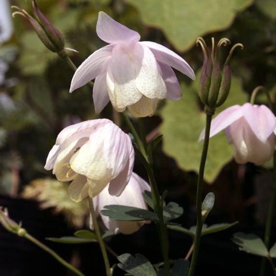 山野草 桃花風鈴オダマキ 今季開花終了 021 0 四国ガーデン 通販 Yahoo ショッピング