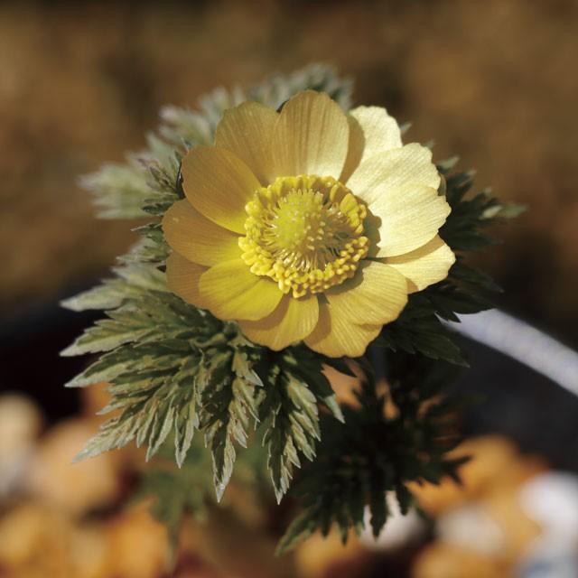 【山野草】福寿草「朱印船」(12999円)