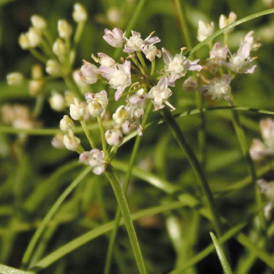 山野草 酔白ヤマラッキョウ 057 047 四国ガーデン 通販 Yahoo ショッピング