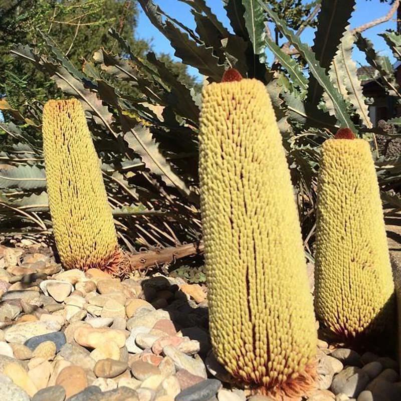 バンクシア・ペティオラリス 5号ポット : 四国ガーデン - 通販