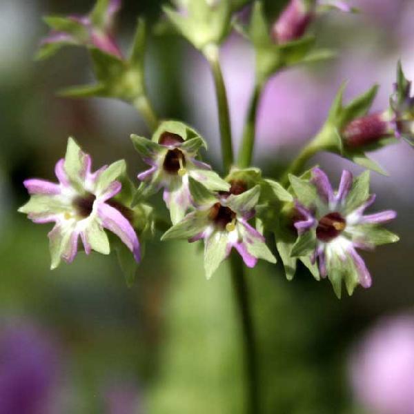 【山野草】日本サクラソウ「緑竜」　※今季開花終了｜shikoku-garden