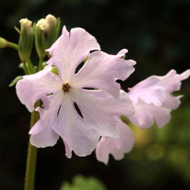 【山野草】日本サクラソウ「菱袴」　※今季開花終了｜shikoku-garden