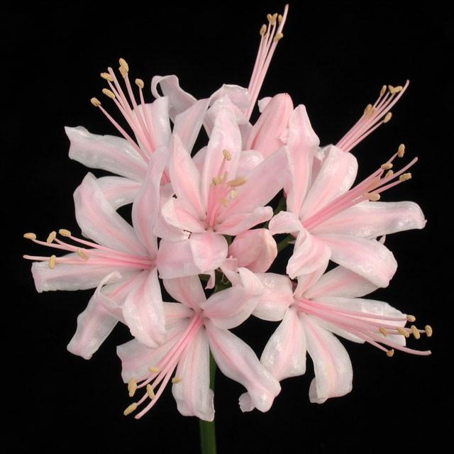 ユニーク花 ネリネ 最高の花の画像