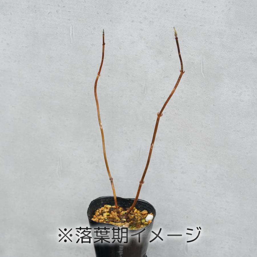 《2024年開花見込み》ヤマアジサイ「美栄の華」　3号ポット｜shikoku-garden｜02