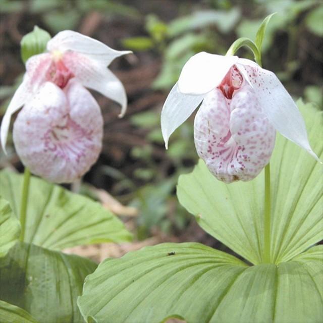 希少品 台湾クマガイソウ 花芽１ 葉芽1株 801 035fl 四国ガーデン 通販 Yahoo ショッピング