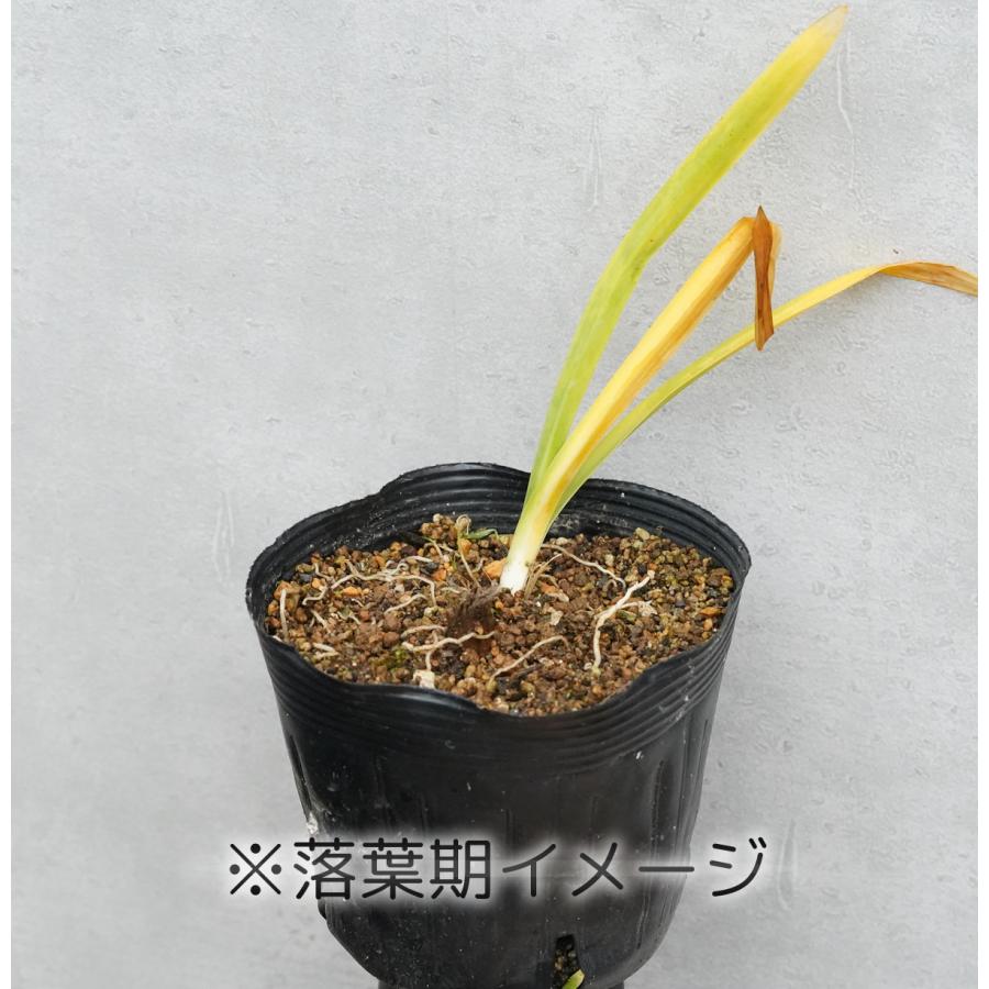 アガパンサス「ピーターパン」5号(15cm)ポット植え｜shikoku-garden｜02