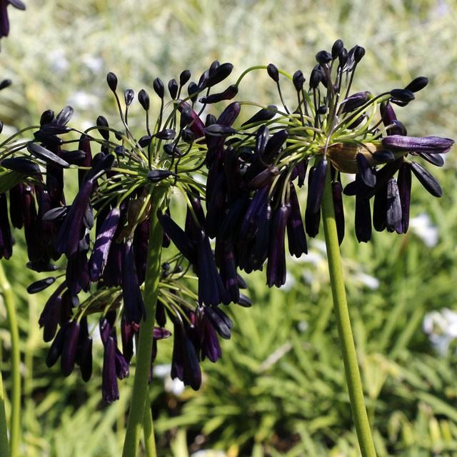 アガパンサス「ミッドナイト・カスケード」 4号(12cm)ポット