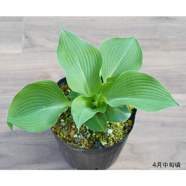 ホスタ ブルー マンモス 5号 15ｃｍ ポット植え B 四国ガーデン 通販 Yahoo ショッピング