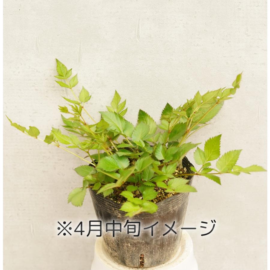 アスチルベ「ラズル・ダズル」 5号(15cm)ポット植え｜shikoku-garden｜02