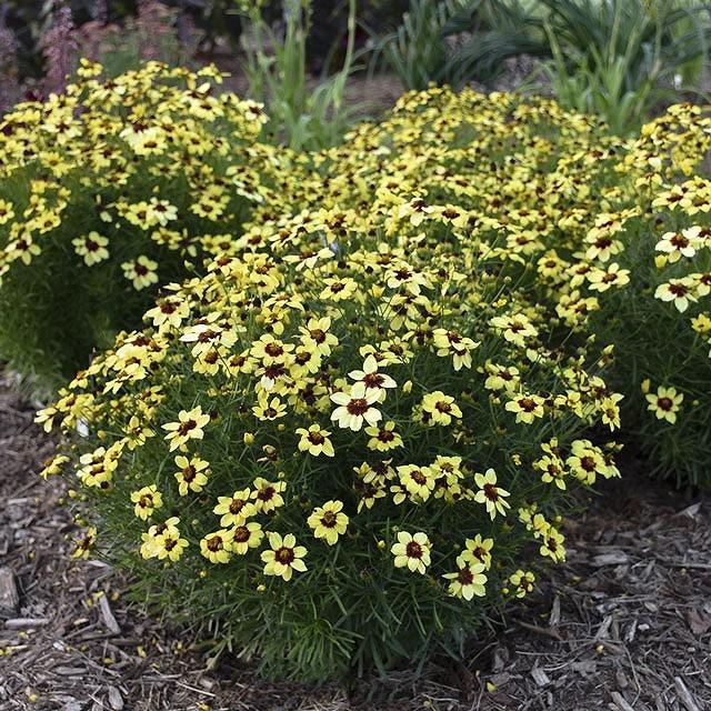 宿根草 コレオプシス サッシー サフロン Corsyg1 四国ガーデン 通販 Yahoo ショッピング