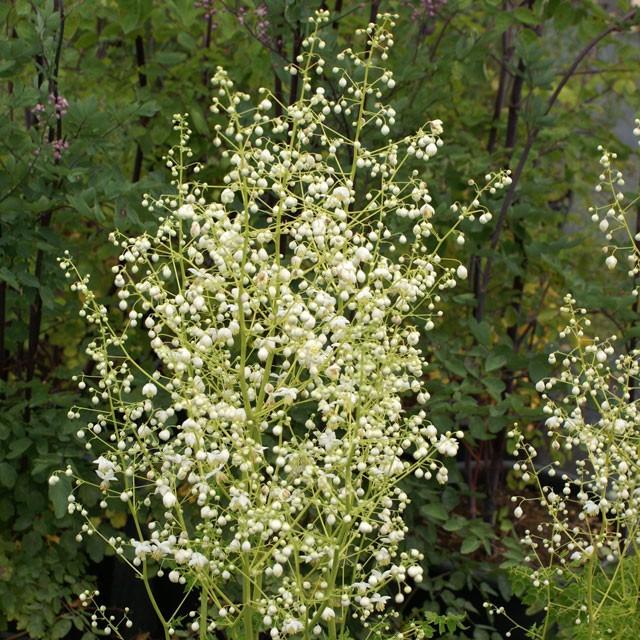 宿根草 タリクトラム デラバイ アルバム 5号 15cm ポット植え D491 四国ガーデン 通販 Yahoo ショッピング