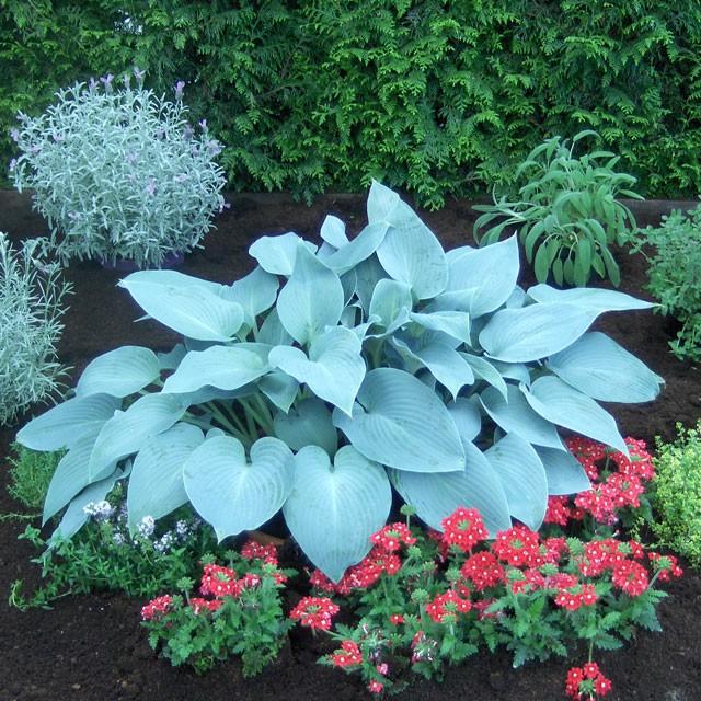 宿根草 ホスタ ギボウシ カナディアン ブルー 5号 15cm ポット植え 仮植え苗 D 四国ガーデン 通販 Yahoo ショッピング