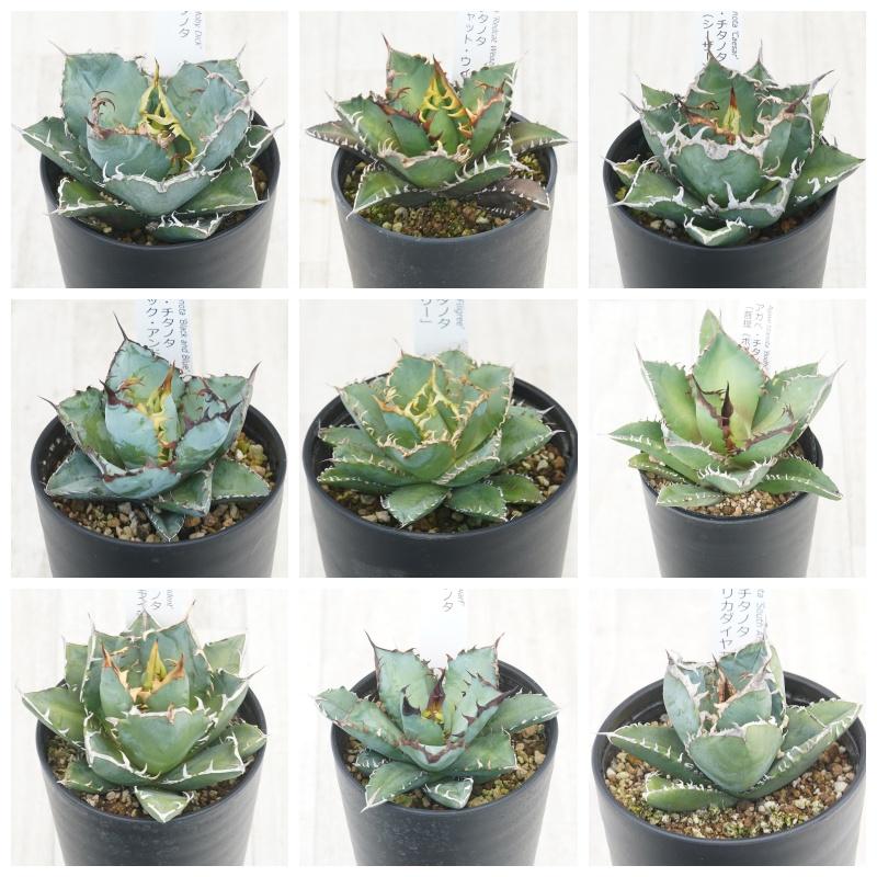 福袋】アガベ チタノタ銘品 見計らい5種 Cセット 3.5号鉢 : 四国
