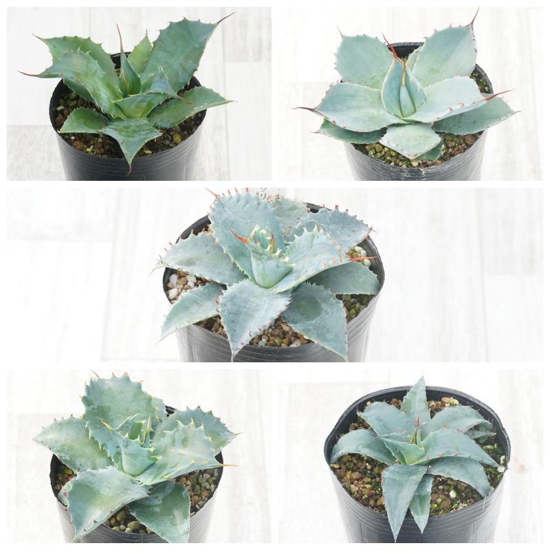 福袋】フロスティークリスタル入り！ アガベ 銘品5種セット 3号ロング