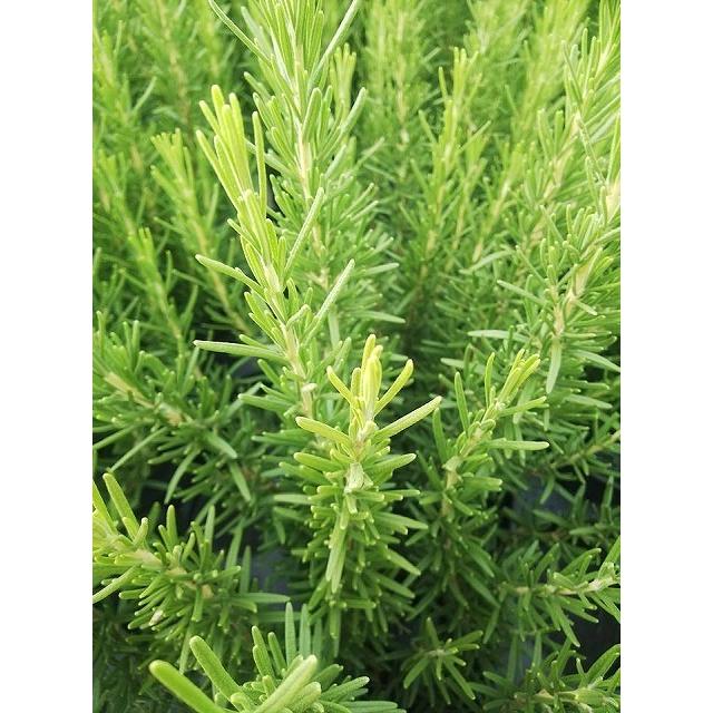 ローズマリー マリンブルー 5号大株 お得な10株セット G 四国ガーデン 通販 Yahoo ショッピング