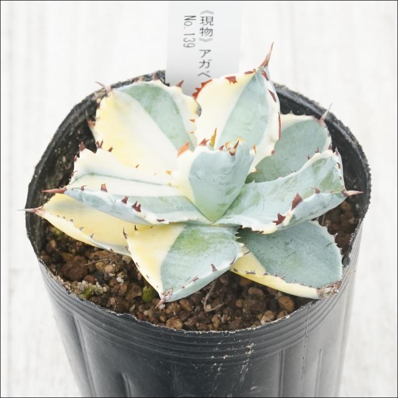 現物》アガべ イシスメンシス カブトガニ錦 変わり斑 No.139 3号