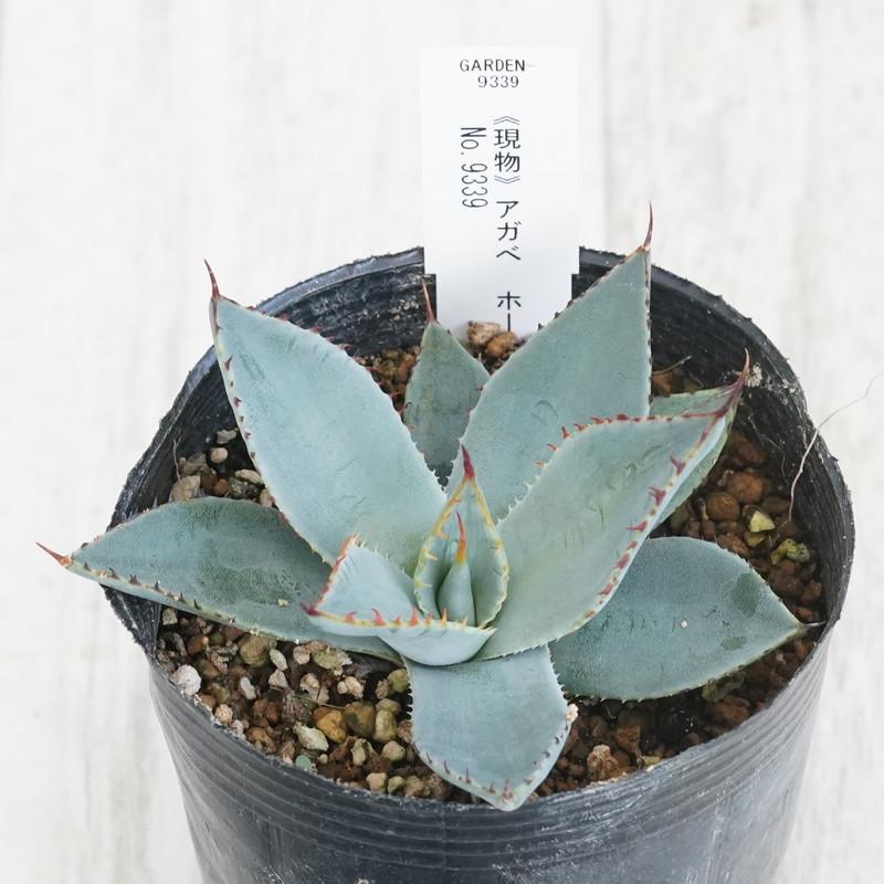 アガベ パリー ホーチエンシス 6号 鉢ごと アガベ ホーチエンシス 大株