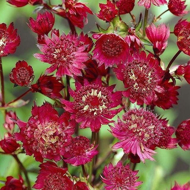 宿根草 アストランチア クラレット 5号 15cm ポット植え Ht 四国ガーデン 通販 Yahoo ショッピング