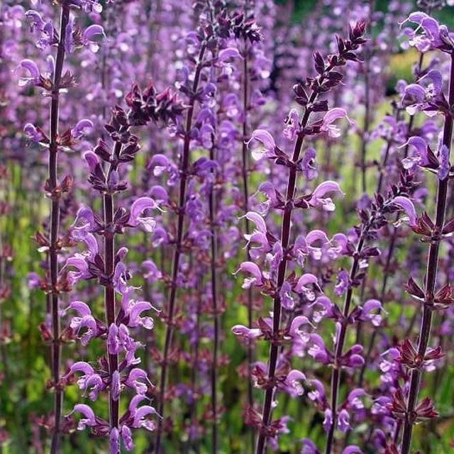 驚きの値段で 宿根草 サルビア セレナーデ Originaljustturkey Com