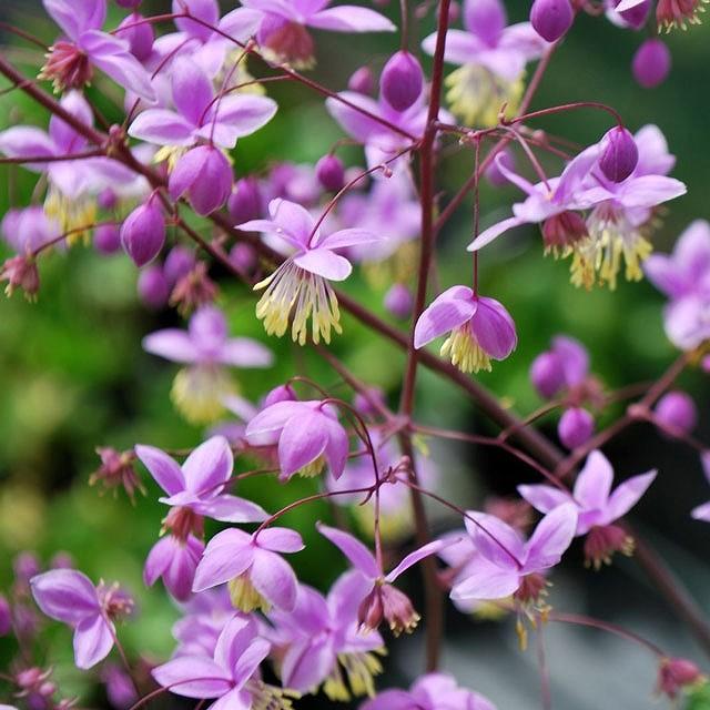 宿根草 タリクトラム デラバイ 5号 15cm ポット植え Ht 四国ガーデン 通販 Yahoo ショッピング