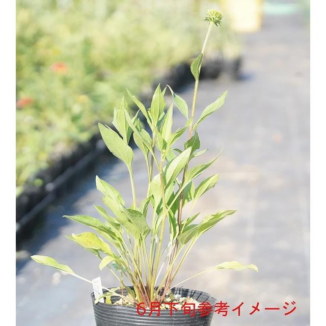 宿根草》エキナセア「ダブルデッカー」 5号（15cm）ポット植え : 四国