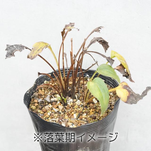 宿根草》エキナセア「ダブルデッカー」 5号（15cm）ポット植え : 四国