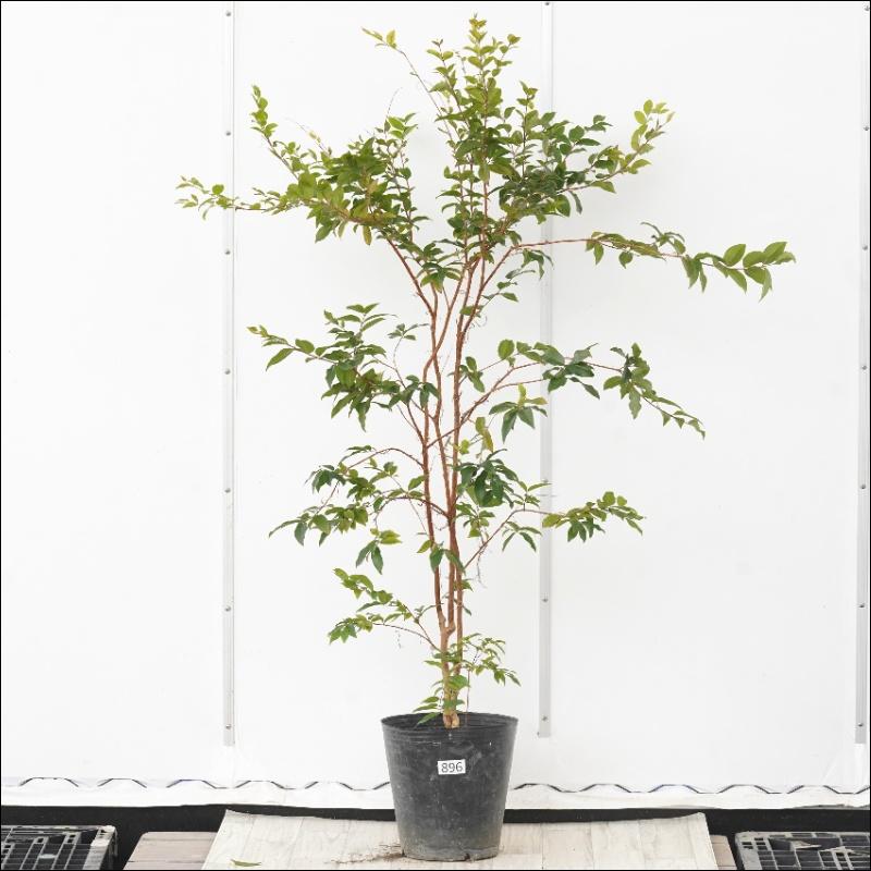 現物》ジャボチカバ 高さ130cm 四季なり大実 No.896 8号 : 四国