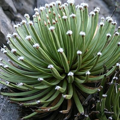 アガベ・アルボピローサ「タフツ」 3号ロングポット Agave albopilosa 