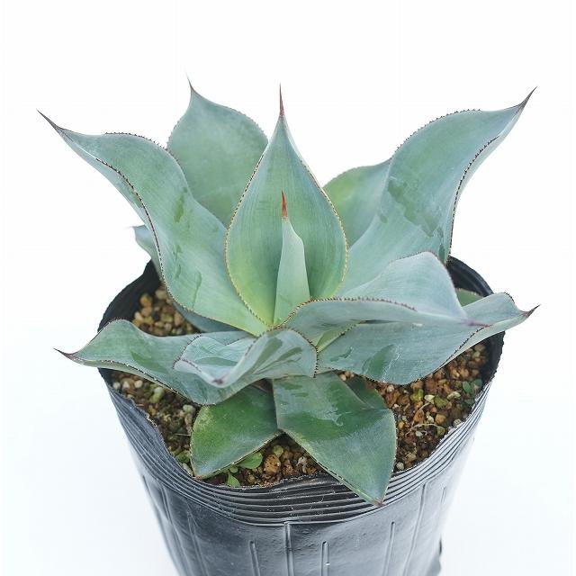 アガベ・ケルシー「ノヴァ」 5号ポット : 四国ガーデン - 通販