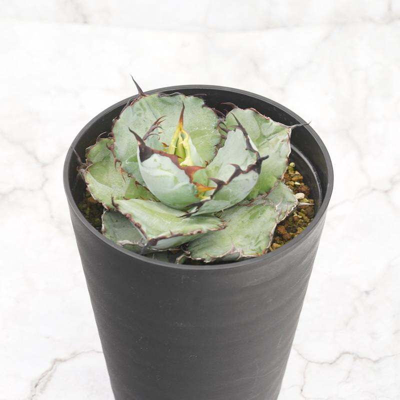 アガベ・チタノタ「ブラック＆ブルー」4.5号鉢 ※ブラックアンドブルー