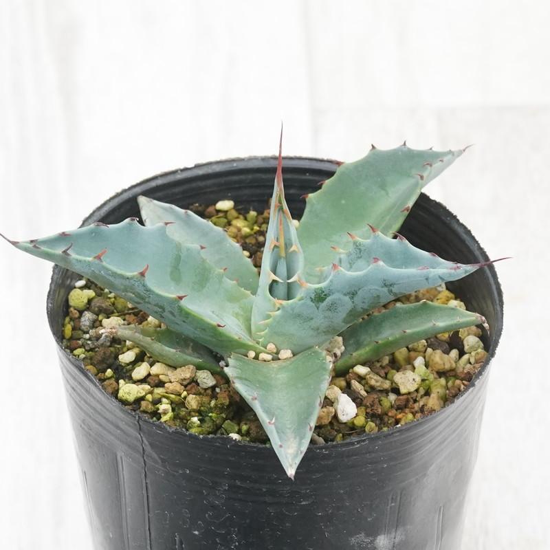 アガベ・パラサナ「トライアンファント」 3号ロングポット : 四国