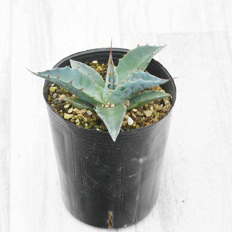 アガベ　パラサナ　トライアンファント2 中株　グローブ アガベ パラサナ トライアンファント2 中株 グローブ アガベ