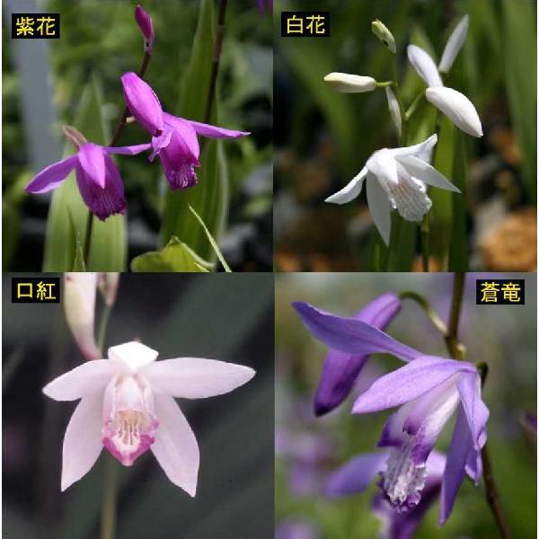 【まとめ買い】【山野草】人気のシラン4種セット（蒼竜、紫花、白花、口紅）　10.5ｃｍポット植え　3.5号ポット植え　※仮植え苗｜shikoku-garden