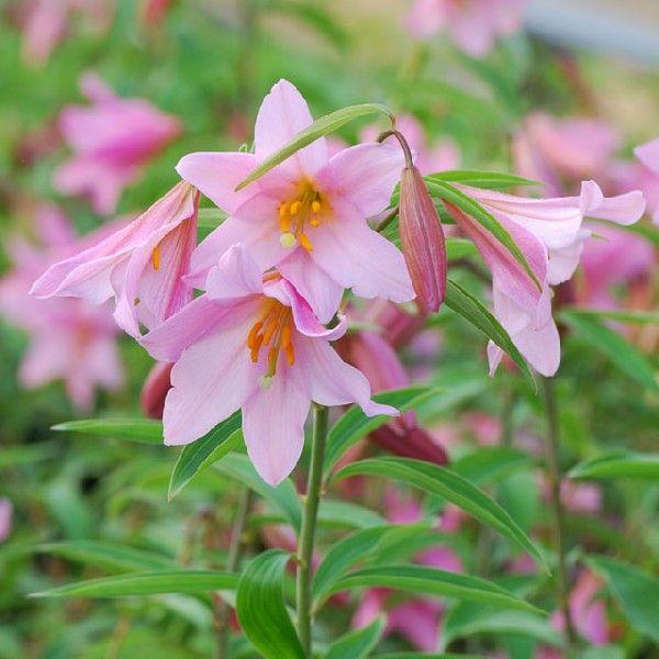 【まとめ買い】【山野草】ヒメサユリ（姫サユリ）　10株まとめ買い｜shikoku-garden