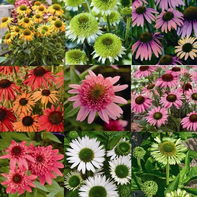 まとめ買い 宿根草 エキナセア品種名付き 5種5株 S16 028 四国ガーデン 通販 Yahoo ショッピング