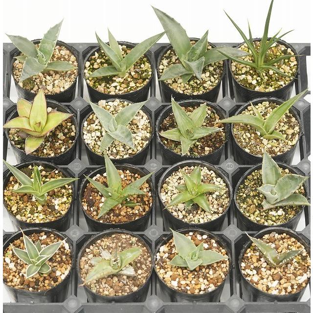 当店人気の アガベ 品種見計らい5種 5ポットセット 2号ロングポット植え 品種ラベル付き S 001 四国ガーデン 通販 Yahoo ショッピング