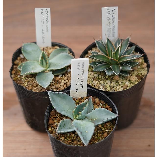 アガベ 耐寒性 品種見計い 3種3株（3号ロングポット） : 四国ガーデン