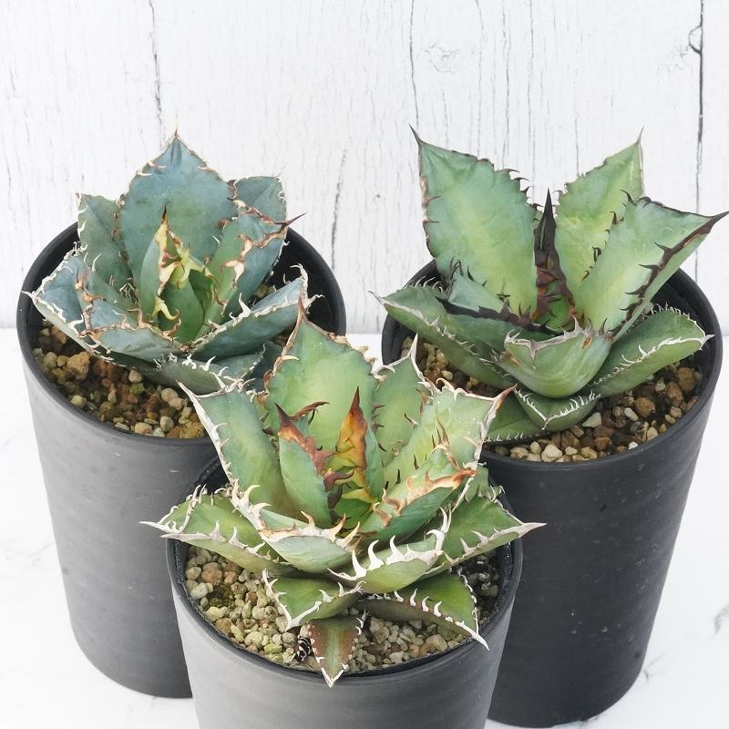 アガベ チタノタ銘品3種セット（白鯨・赤猫・黒火焔） 3.5号鉢 : 四国  