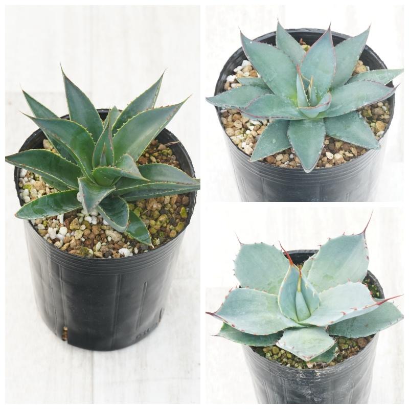 アガベ　ブルーエンバー Amazon.co.jp: アガベ「ブルー・エンバー」 4号ロングポット : DIY