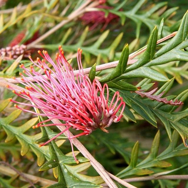 一部予約 グレビレア アイバンホー 5号ポット Whitesforracialequity Org