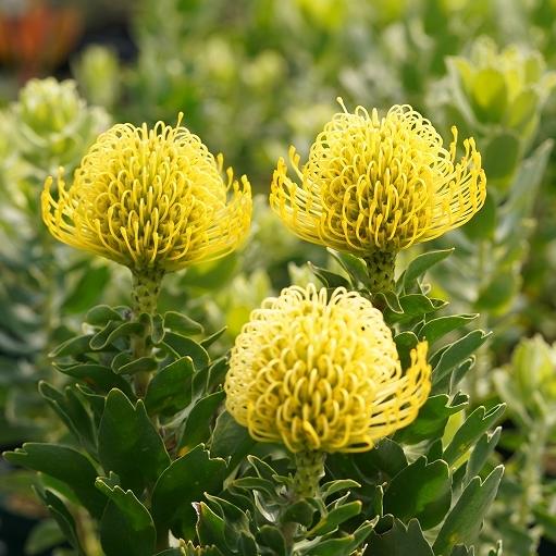 リューコスペルマム「ハイゴールド」ブランチ仕立て株 4号ロングポット