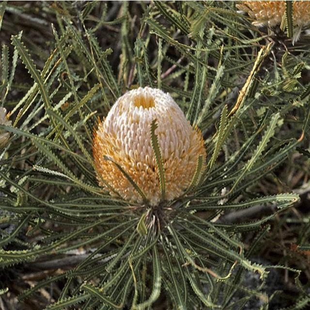 バンクシア フーケリアナ ６号ポット W 6 四国ガーデン 通販 Yahoo ショッピング