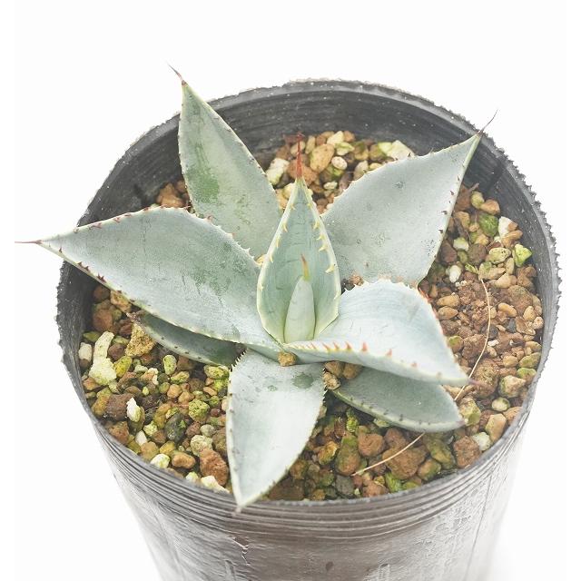 4 アガベ パリーハイブリッド ホーチエンシス×オバティフォリア  