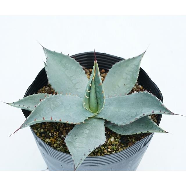 アガベ・フレキシスピナ 5号ポット : 四国ガーデン - 通販 - Yahoo