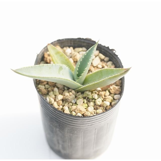 アガベ マクロアカンサ 2号ロングポット Y8 33m00 2l 四国ガーデン 通販 Yahoo ショッピング