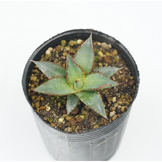 ラッピング無料 アガベ ホリダ 2号ロングポット therightcontact.com