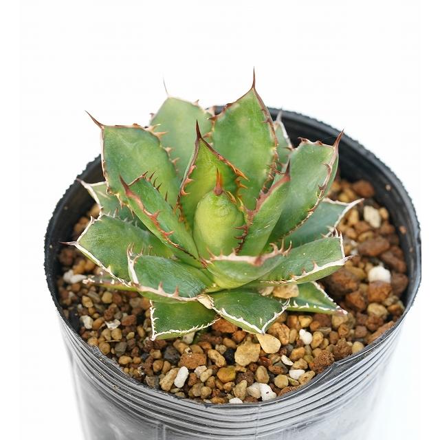 大株 アガベ ホリダ ロング 【公式通販】