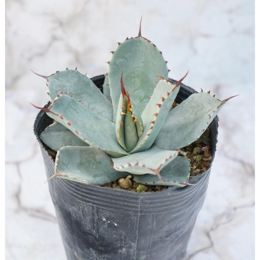 観葉植物 アガベ パリー トランカータ 10号鉢 丸葉 A