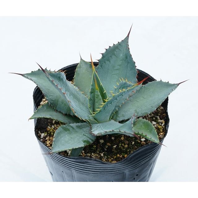 アガベ マキシミリアナ 5号ポット Kristiananderin Com