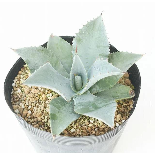 アガベ・シーマニアナ”ピグマエア ”５号ポット :Y8A31P00-5:四国